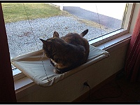 2014-04-09 11.53.19-border  Nieuwe kattenplank aan het raam